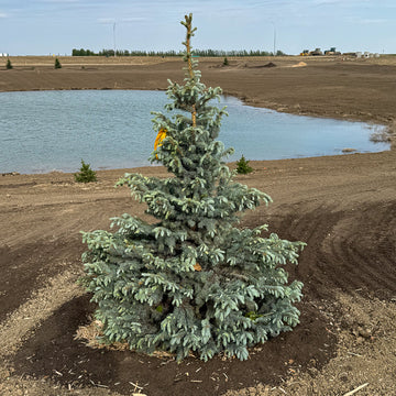 Colorado Baby Blue Spruce