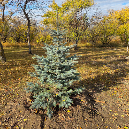 Colorado Spruce