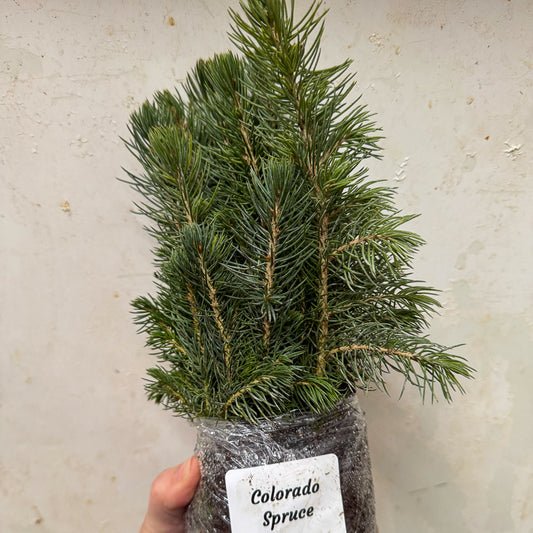 Colorado Spruce Seedlings