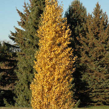 Dakota Pinnacle Birch tree available at Flying Creek Trees in Regina