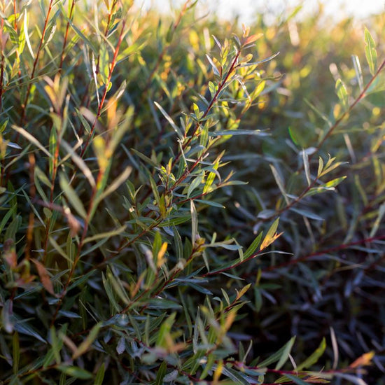 Dwarf Blue Arctic Willow available at Flying Creek Trees in Regina
