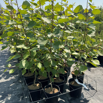 Okanese Poplar