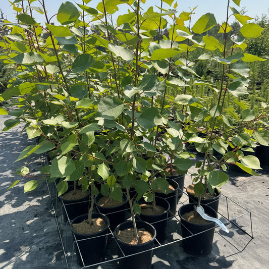 Okanese Poplar