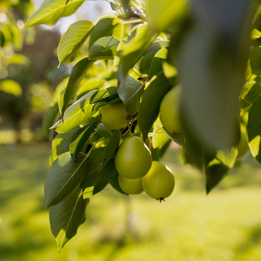 Early Gold® Pear