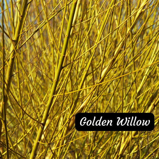 Golden Willow tree available at Flying Creek Trees in Regina