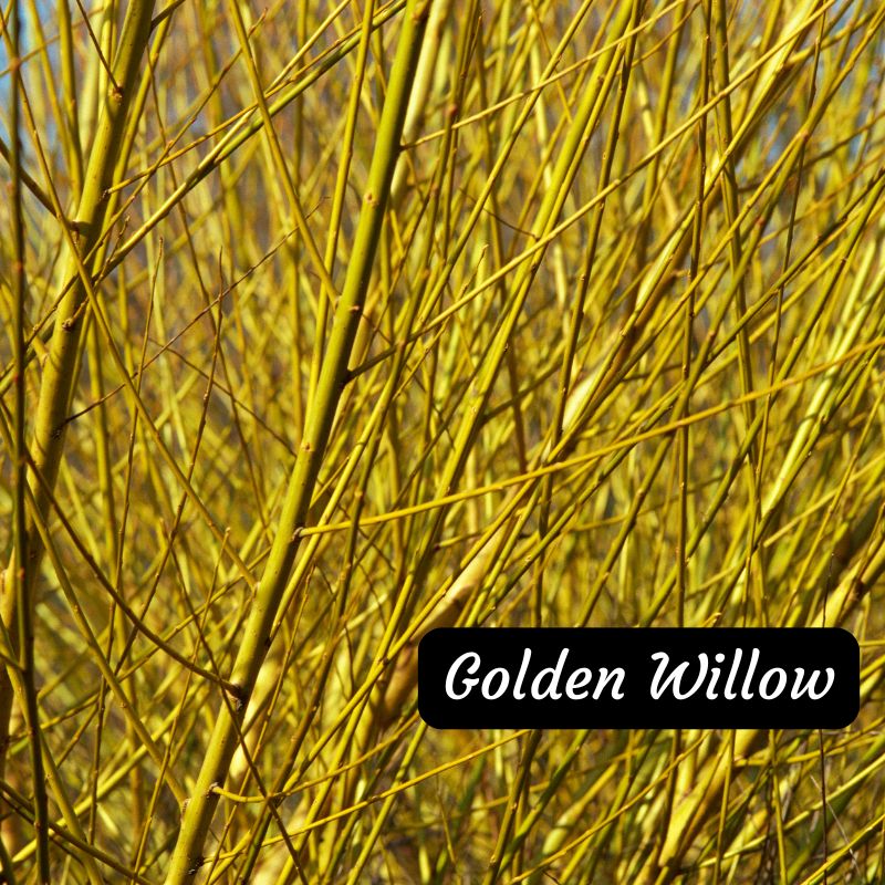 Golden Willow tree available at Flying Creek Trees in Regina