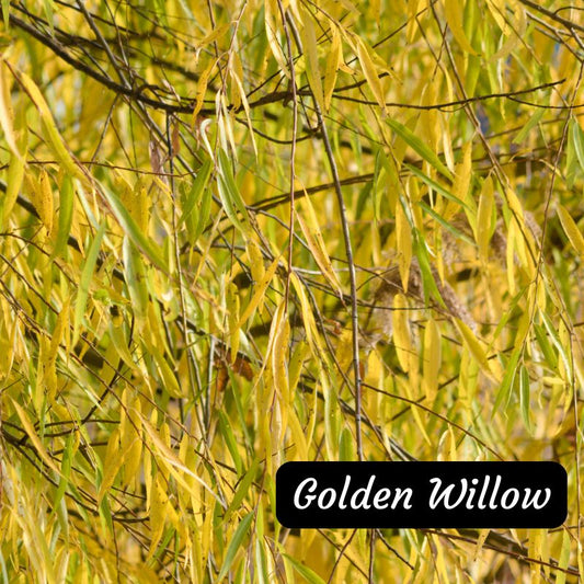 Golden Willow tree available at Flying Creek Trees in Regina