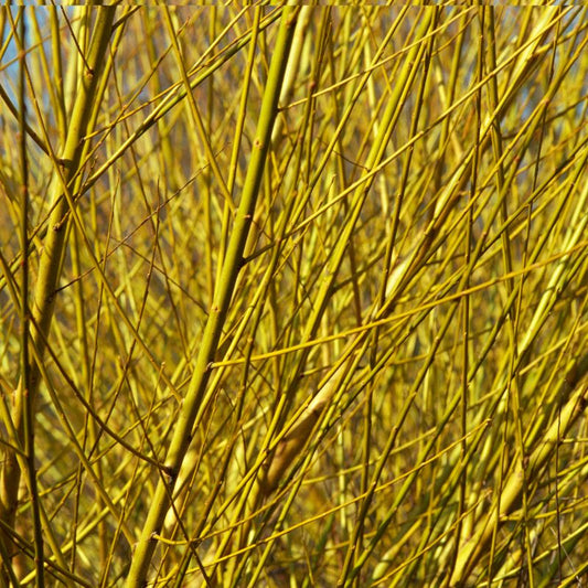 Golden Willow Seedlings