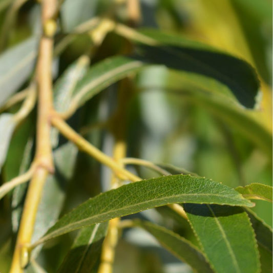 Golden Willow Seedlings