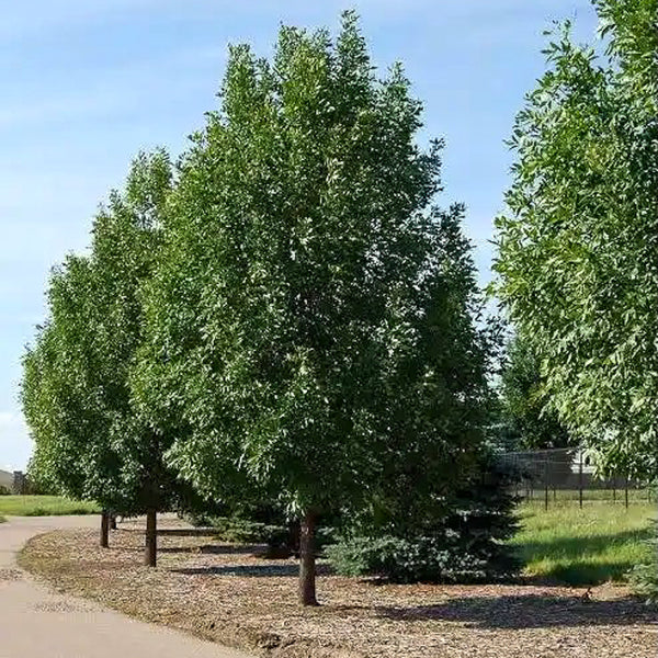 Green Ash Seedlings