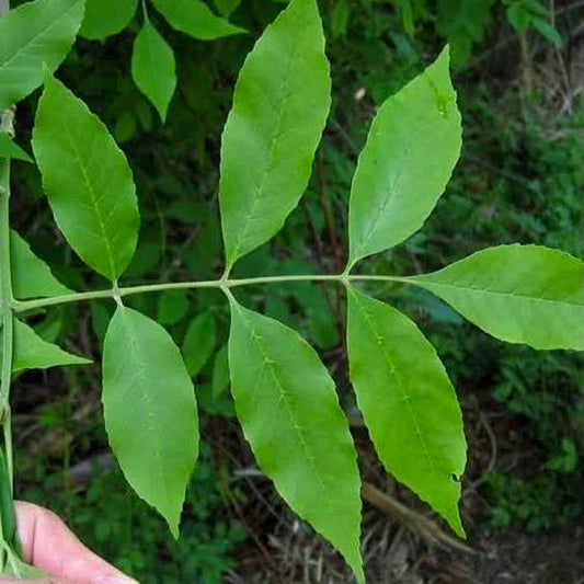 Green Ash Seedlings