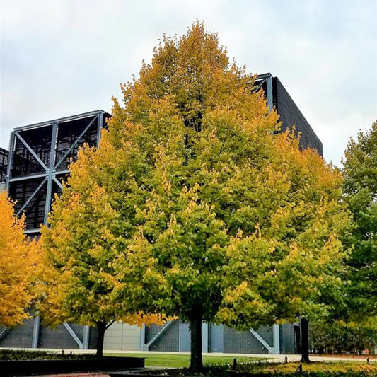 Greenspire® Littleleaf Linden