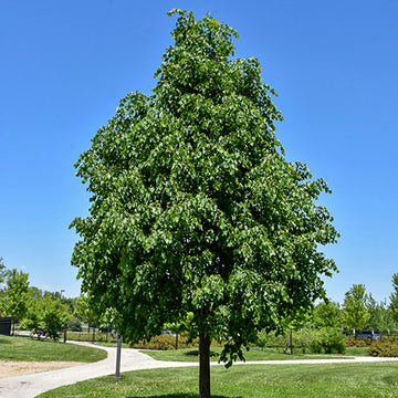Greenspire® Littleleaf Linden