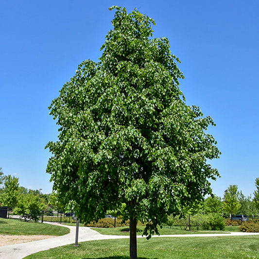 Greenspire® Littleleaf Linden