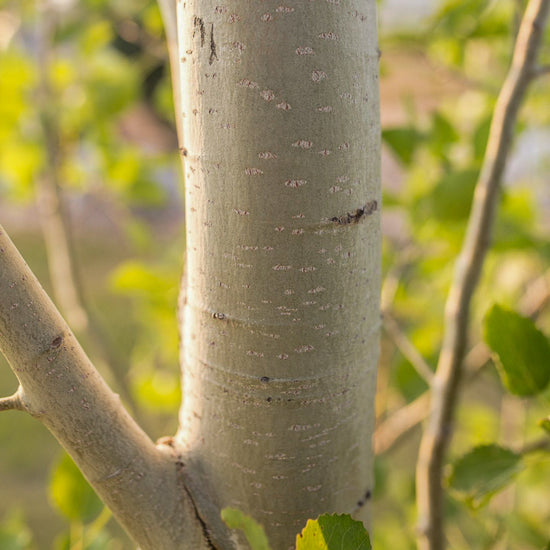 Columnar Aspen Types Guardian Columnar Aspen for Sale | Cold-Hardy Trees for Shelterbelts ...
