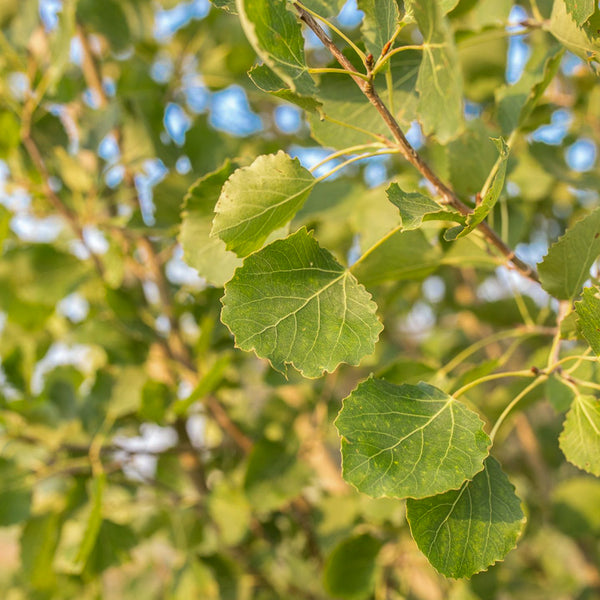 Guardian Columnar Aspen for Sale | Cold-Hardy Trees for Shelterbelts ...