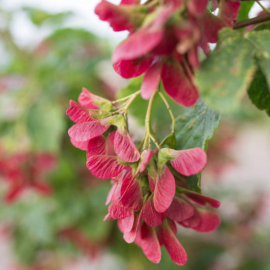 Hot Wings Tatarian Maple available at Flying Creek Trees in Regina