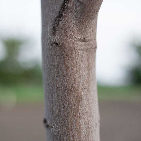 Hot Wings Tatarian Maple available at Flying Creek Trees in Regina