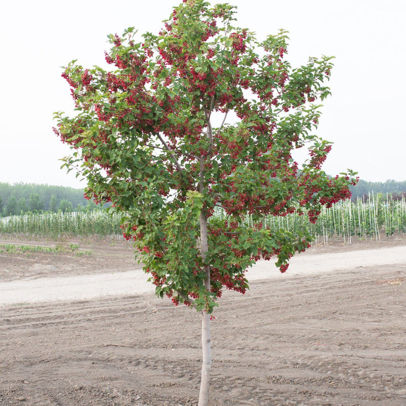 Hot Wings Tatarian Maple available at Flying Creek Trees in Regina