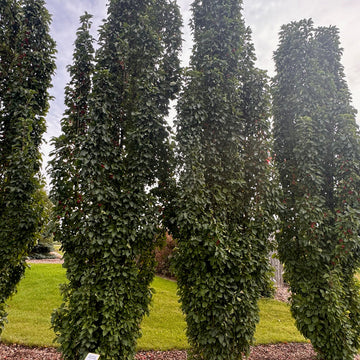 Green Wall Spire Crabapple available at Flying Creek Trees in Regina
