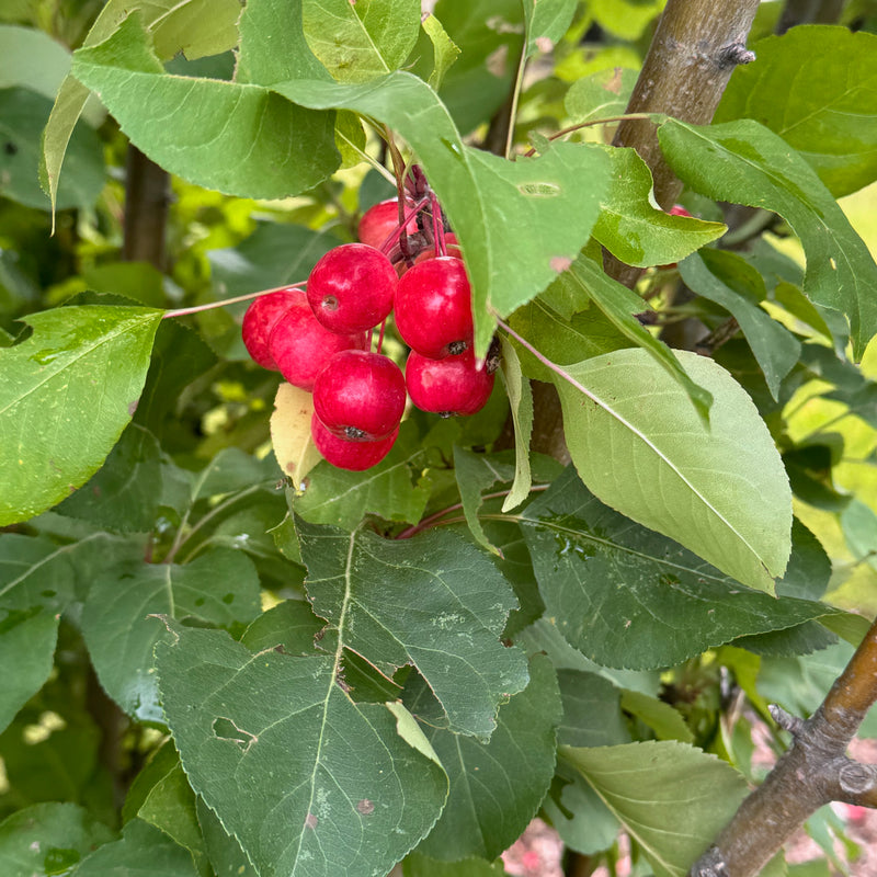 Green Wall Spire Crabapple available at Flying Creek Trees in Regina
