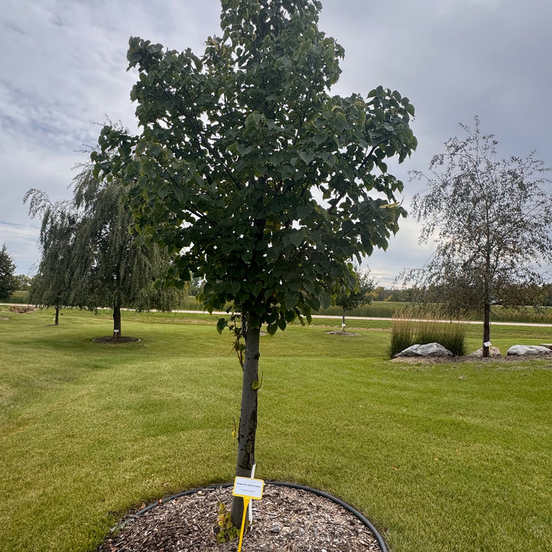 Dropmore Linden available at Flying Creek Trees in Regina