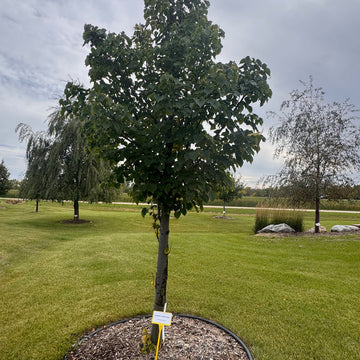 Dropmore Linden available at Flying Creek Trees in Regina