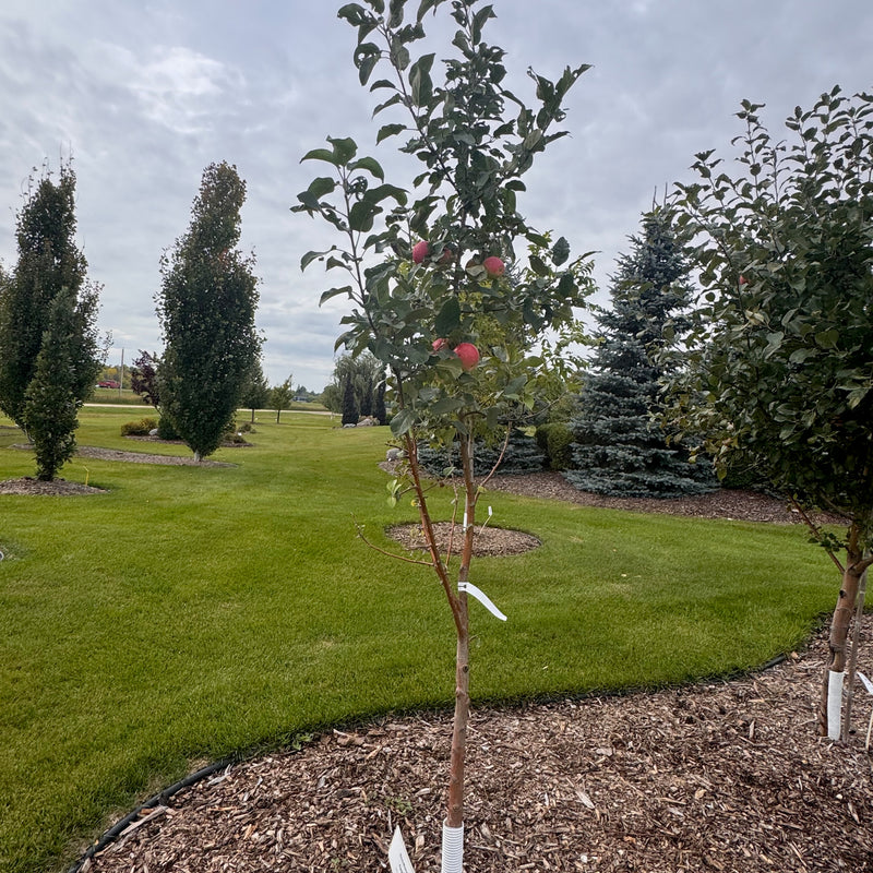 Goodland Apple available at Flying Creek Trees in Regina