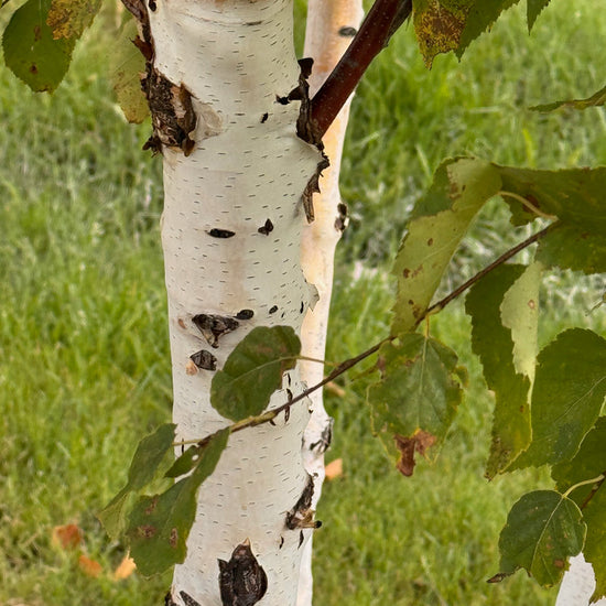 Paper Birch available at Flying Creek Trees in Regina