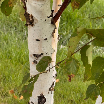 Paper Birch available at Flying Creek Trees in Regina