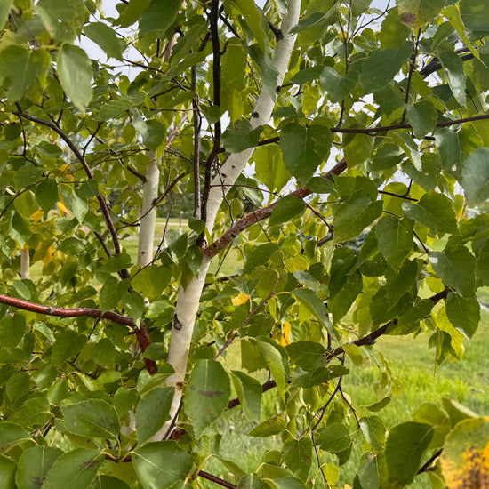 Paper Birch available at Flying Creek Trees in Regina