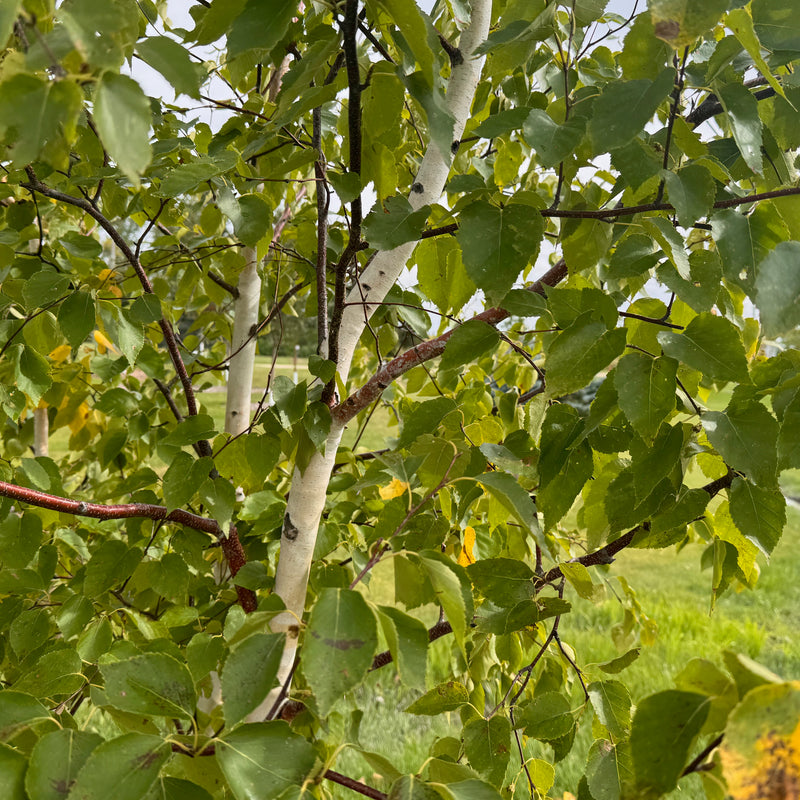 Paper Birch available at Flying Creek Trees in Regina
