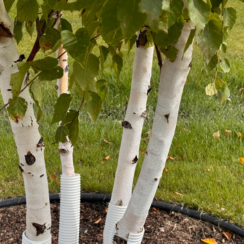 Paper Birch available at Flying Creek Trees in Regina