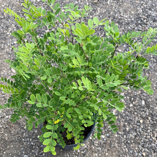 Caragana shrub available at Flying Creek Trees in Regina