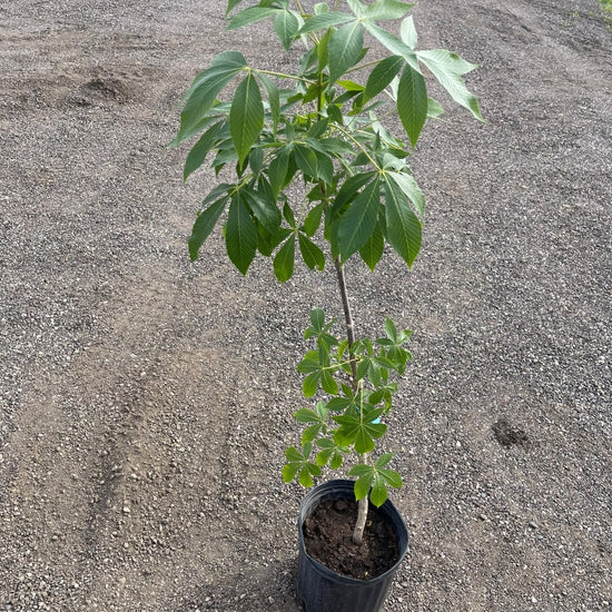 Ohio Buckeye tree available at Flying Creek Trees in Regina