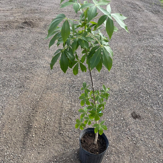 Ohio Buckeye tree available at Flying Creek Trees in Regina