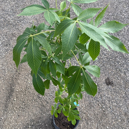 Ohio Buckeye tree available at Flying Creek Trees in Regina