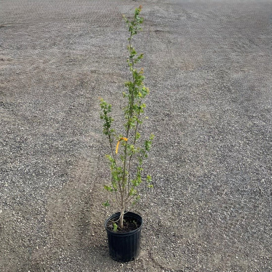 Swedish Columnar Aspen trees available at Flying Creek Trees in Regina