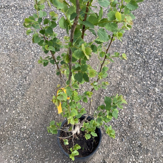 Swedish Columnar Aspen trees available at Flying Creek Trees in Regina