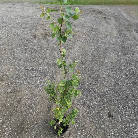 Swedish Columnar Aspen trees available at Flying Creek Trees in Regina