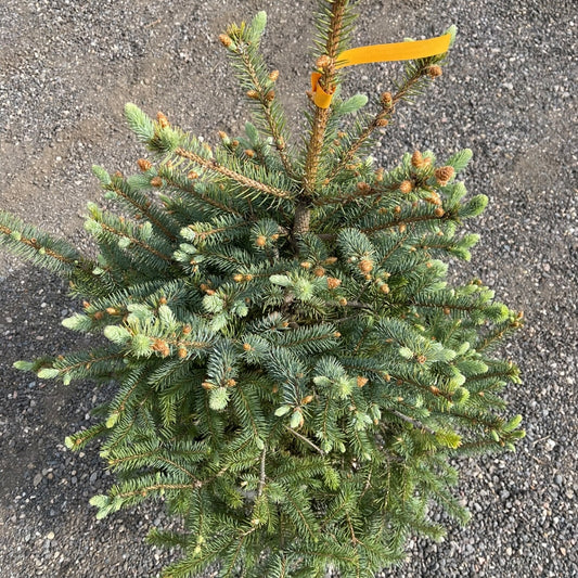 Colorado Spruce tree available at Flying Creek Trees in Regina