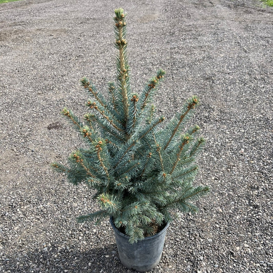 Colorado Baby Blue Spruce tree available at Flying Creek Trees in Regina