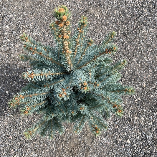 Colorado Baby Blue Spruce tree available at Flying Creek Trees in Regina