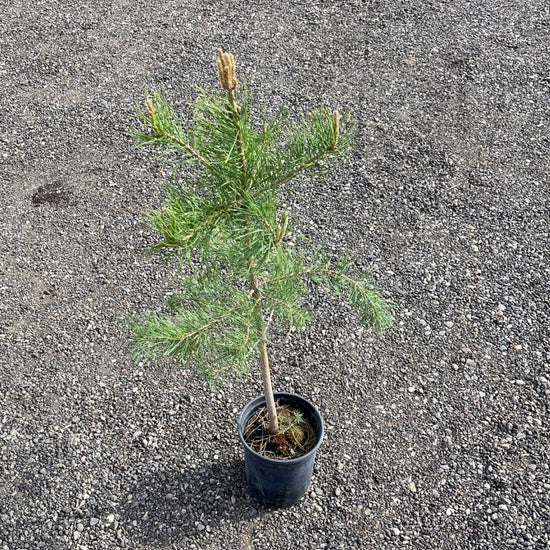 Scots Pine tree available at Flying Creek Trees in Regina