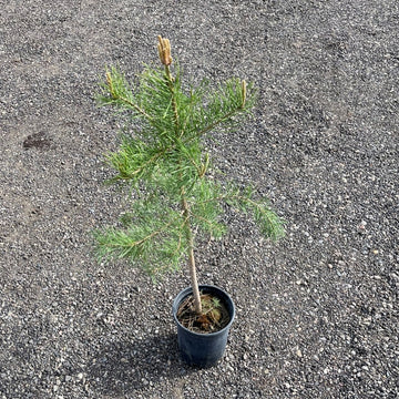 Scots Pine tree available at Flying Creek Trees in Regina