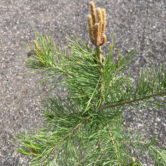 Scots Pine tree available at Flying Creek Trees in Regina