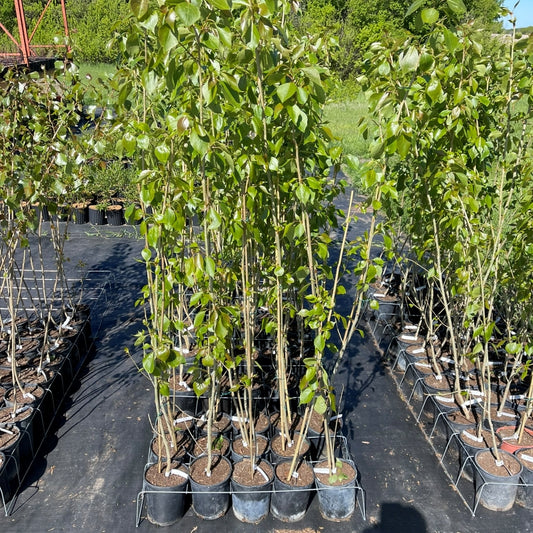 Okanese Poplar tree available at Flying Creek Trees in Regina