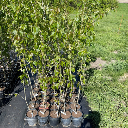 Sundancer Poplar trees available at Flying Creek Trees in Regina