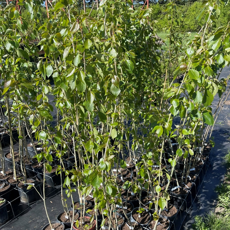 Sundancer Poplar trees available at Flying Creek Trees in Regina
