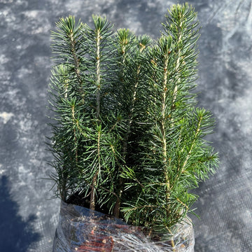 Colorado Spruce seedlings available at Flying Creek Trees in Regina